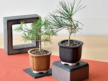 Amazon｜聖新陶芸 The BONSAI 栽培セット 黒松 サイズ：約W8.5